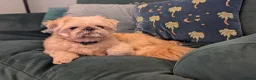 Shih Tzu dogs for sale: 3 year old Shih-Tzu Louie  - Advert 2