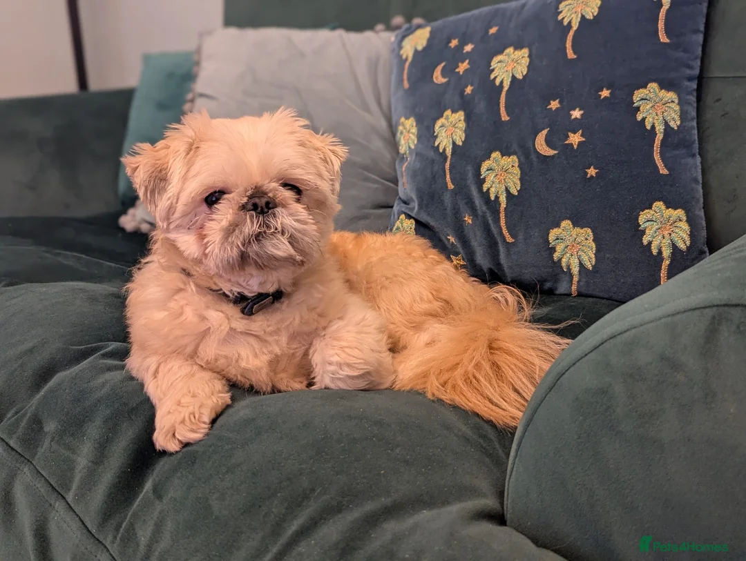 Shih Tzu dogs for sale: 3 year old Shih-Tzu Louie  - Advert 2