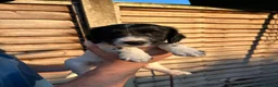 English Springer Spaniel dogs for sale: Male FTCh Sired ESS Puppy ready for forever homes - Advert 27
