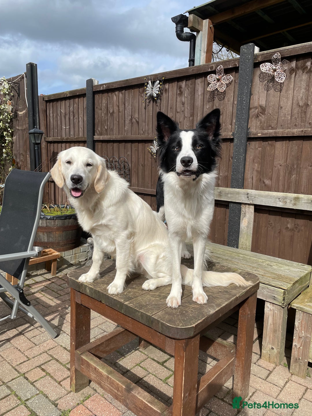 Mixed Breed dogs for sale: Looking for new best forever home for my dogs - Advert 1