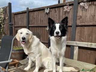 Mixed Breed dogs Looking for new best forever home for my dogs - Advert 2