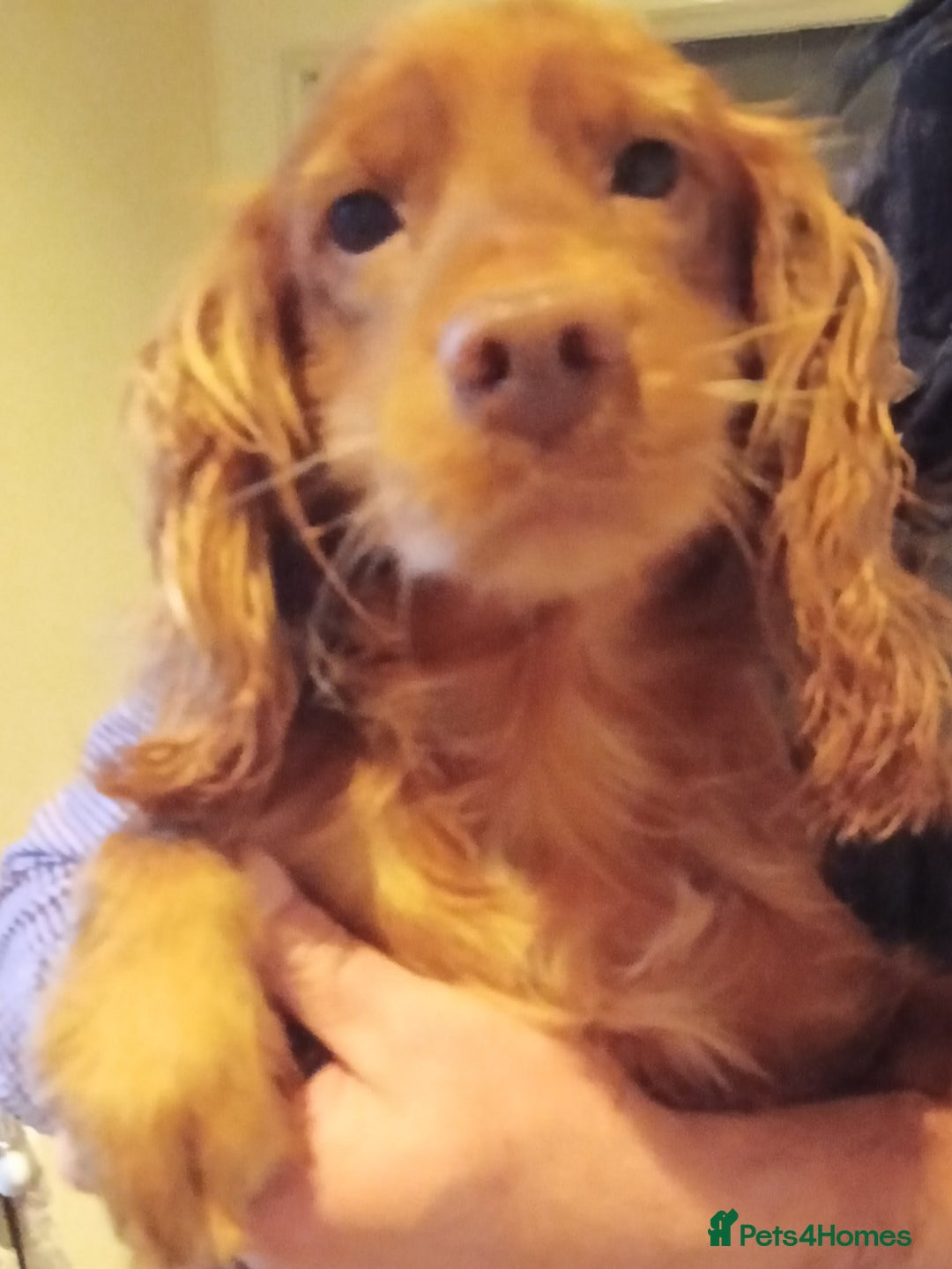 Cockapoo dogs for sale: Cockapoo puppies f1 show) ❤️ fox Red. !!!!!!. - Image 21