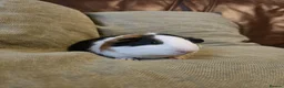 Guinea Pig rodents for sale: Baby Guinea Pigs in Rhyl - Advert 10