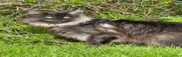Maine Coon cats for sale: GCCF Reg Stunning Maine coon kittens  in Redditch - Advert 5