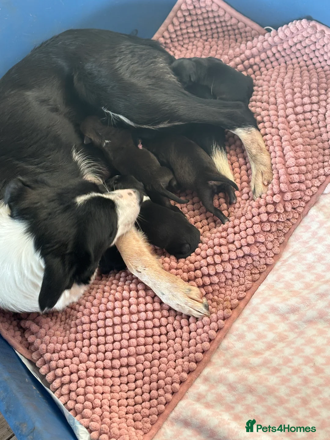 Border Collie dogs for sale: 2 collie boys remaining  - Advert 1