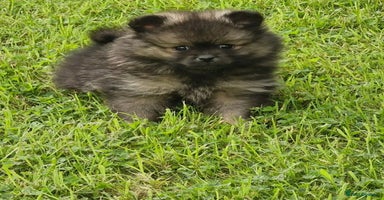 Pomeranian dogs - Advert 4