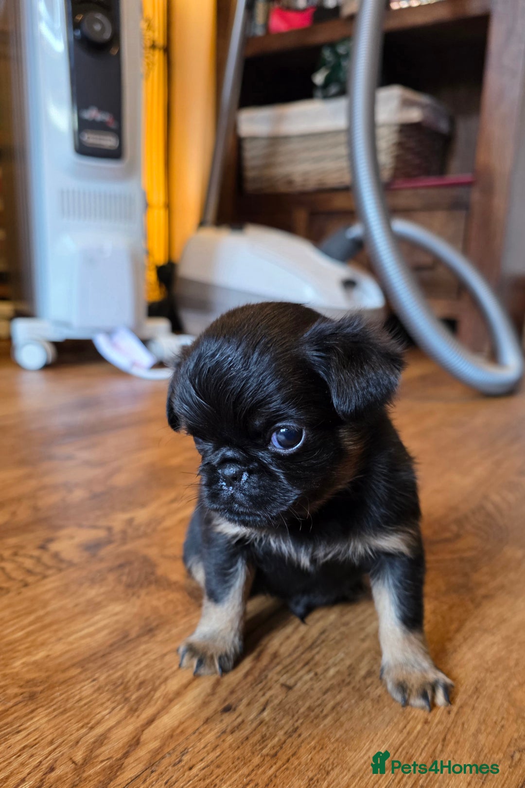Griffon Bruxellois dogs for sale: KC Registered Rough Brussels Griffon  - Advert 26