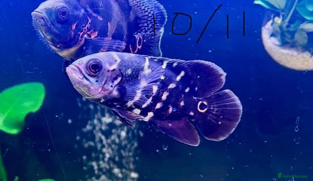 Cichlids fish for sale: Happy, Loved Oscar Fish and Friends  in Yateley - Advert 9