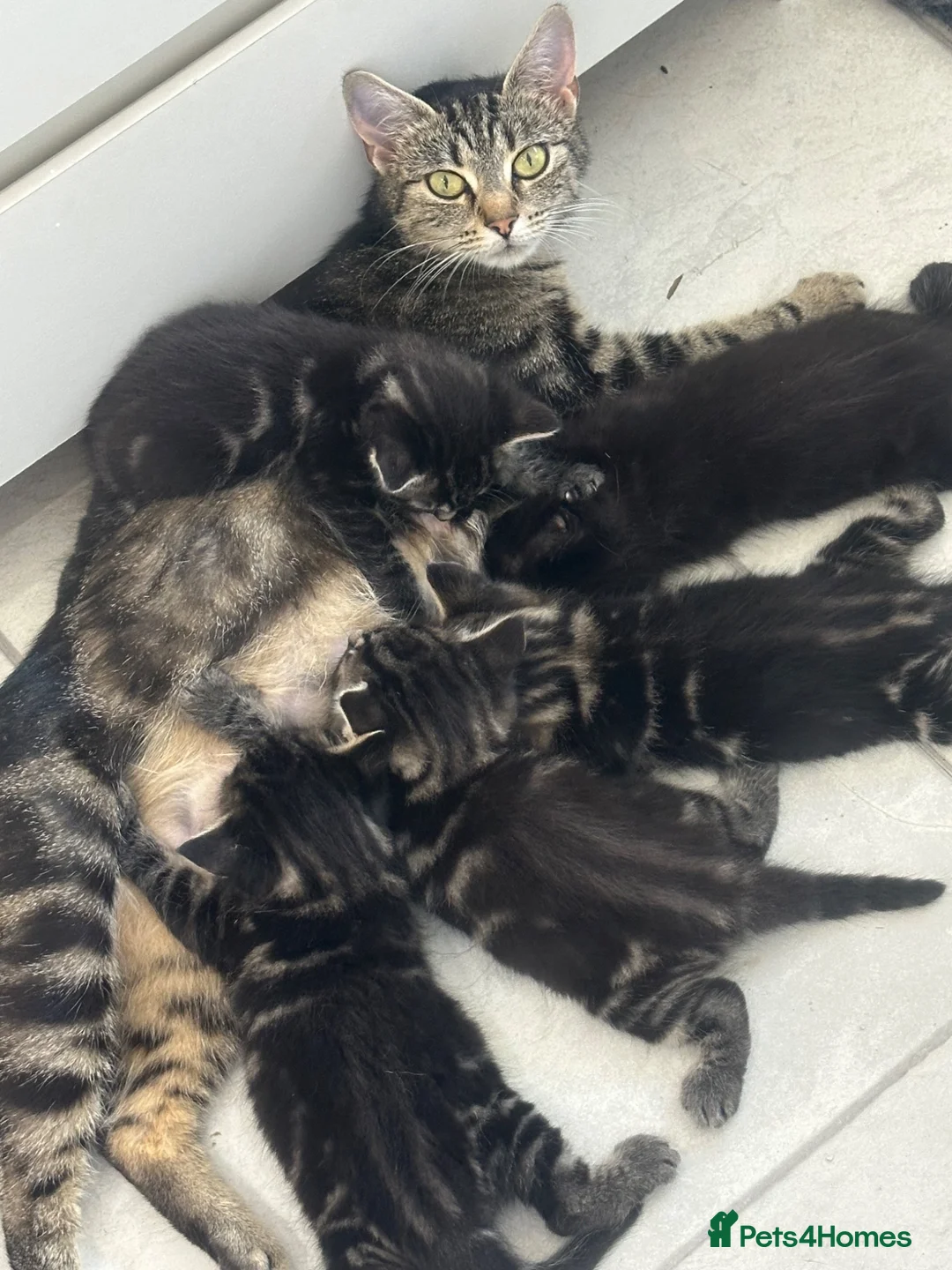 Mixed Breed cats for sale: 5 kittens for sale  in Basildon - Advert 2