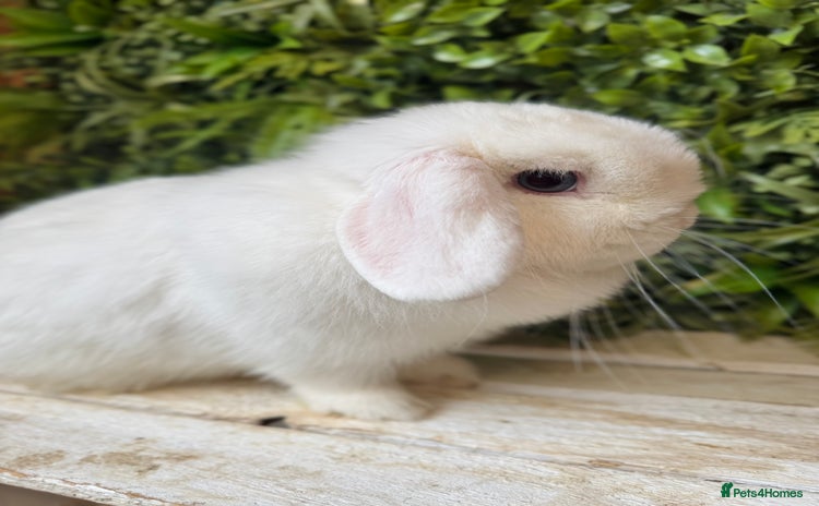 Mini Lop rabbits - Advert 2