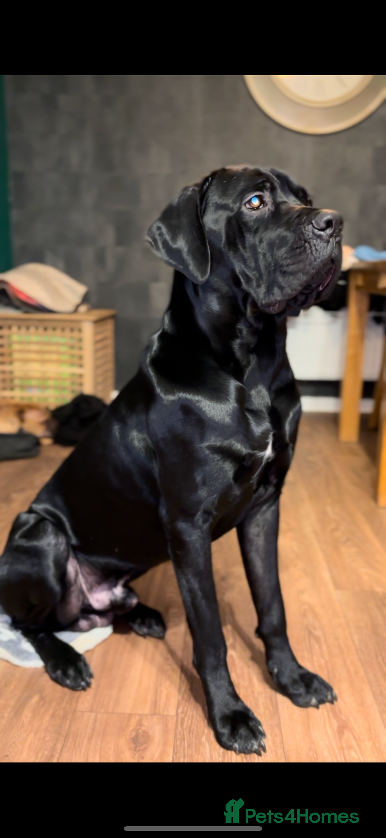 Cane Corso dogs  **  cane corso - Advert 6