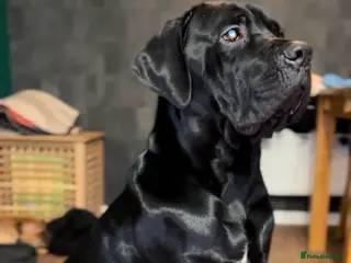 Cane Corso dogs ** cane corso - Advert 6