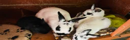 Netherland Dwarf rabbits for sale: Netherlands dwarf bunnies - Advert 14