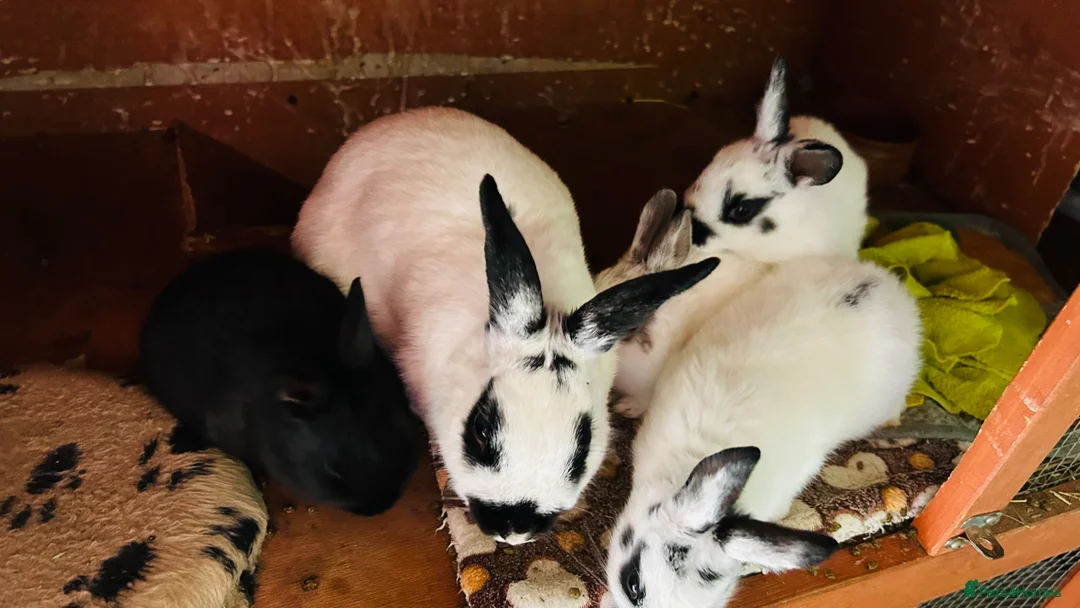 Netherland Dwarf rabbits for sale: Netherlands dwarf bunnies - Advert 14