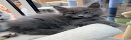 Maine Coon cats for sale: Beautiful high smoked blue & black smoked kittens  - Advert 22