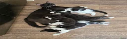 Mixed Breed cats for sale: Beautiful mixed breed kittens looking for home in London - Advert 2
