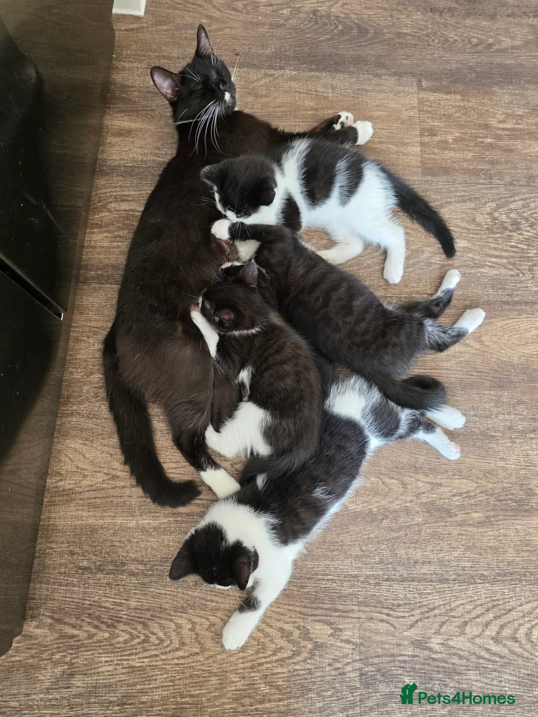 Mixed Breed cats for sale: Beautiful mixed breed kittens looking for home in London - Advert 2