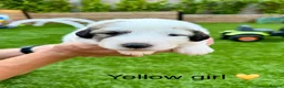 Pyrenean Mountain Dog dogs for sale: ONLY 1 Pyrenean Mountain Dog Puppies left 💙💛💙💛 - Advert 24