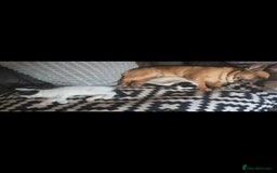 Mixed Breed cats for sale: Domestic short hair x Ragdoll - Image 11