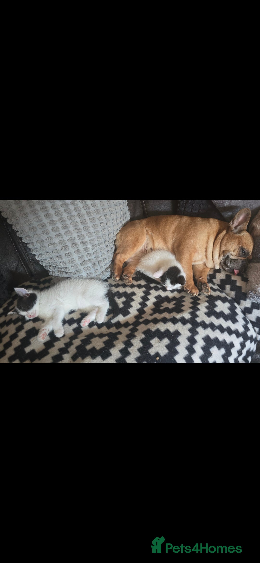 Mixed Breed cats for sale: Domestic short hair x Ragdoll - Image 11