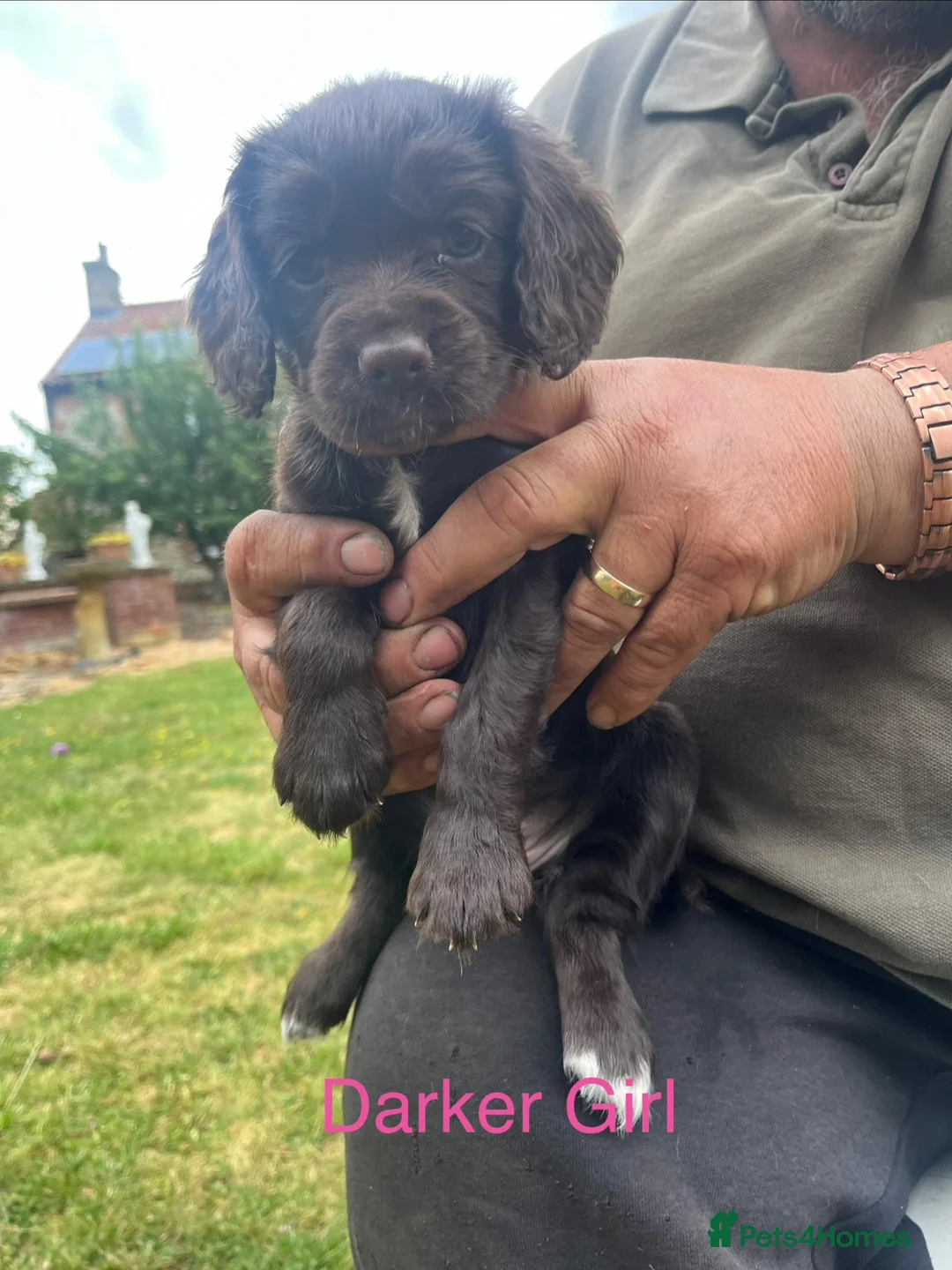 Sprocker dogs for sale: Sprocker pups for sale - Advert 1