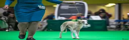 Whippet dogs for stud: Kawrsing Whippets  - Advert 4