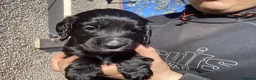 Cocker Spaniel dogs for sale: STUNNING COCKER SPANIEL PUPS  - Advert 4