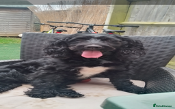 Mixed Breed dogs for sale: Emotional support cockapoo/Labrador puppies - Image 9
