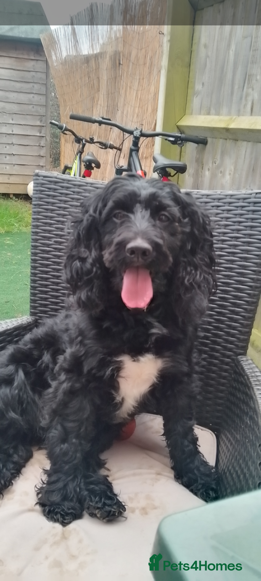 Mixed Breed dogs for sale: Emotional support cockapoo/Labrador puppies - Image 9