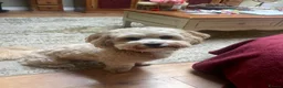 Shihpoo dogs for stud: Our Stunning Shihpoo Teddy for Stud duties in Stevenage - Advert 6