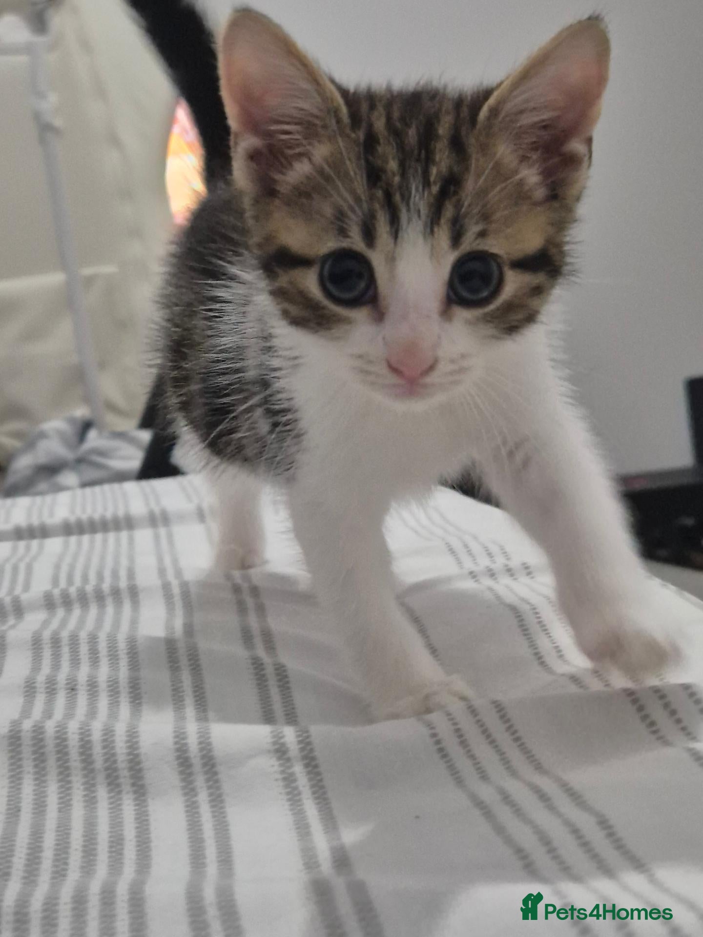 Mixed Breed cats Adorable factionate tabby boy needing a new home - Advert 7