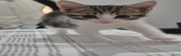 Mixed Breed cats for sale: Adorable factionate tabby boy needing a new home - Advert 1