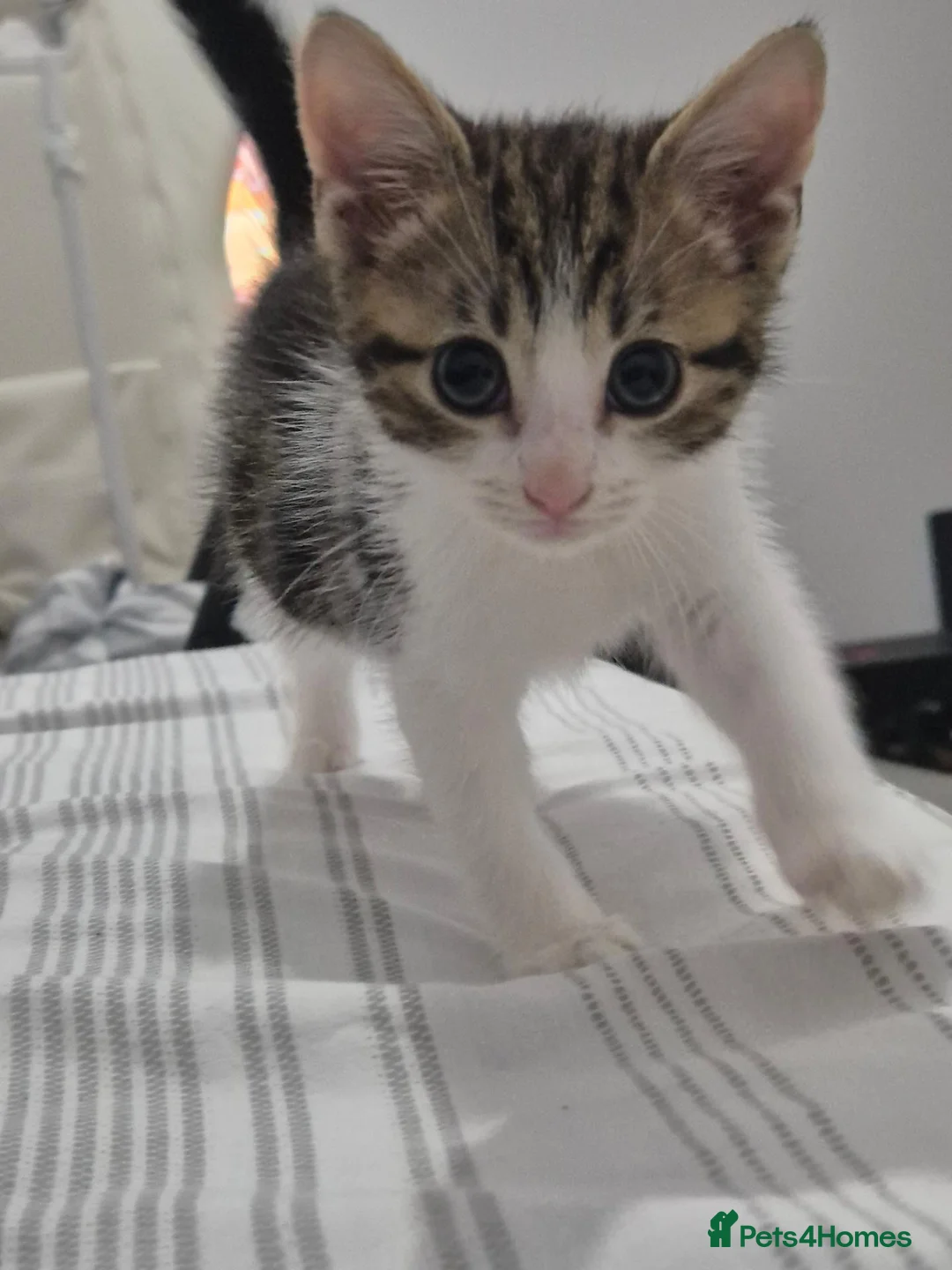 Mixed Breed cats for sale: Adorable factionate tabby boy needing a new home - Advert 1