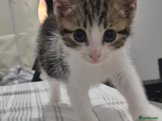 Mixed Breed cats Adorable factionate tabby boy needing a new home - Advert 7