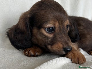 Miniature Dachshund dogs Ready to leave in 2 weeks 🌟 Long & Smooth Haired - Advert 13
