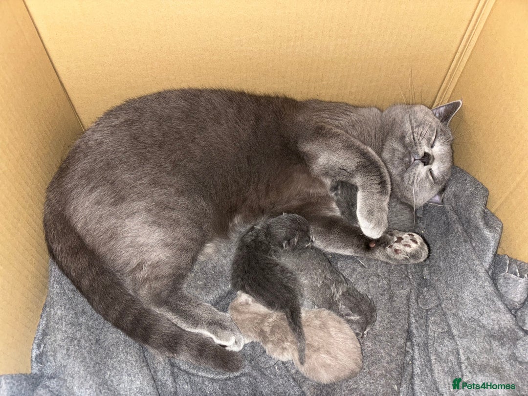 British Shorthair cats for sale: TICA registered purebreed BritishShorthair Kittens - Advert 20