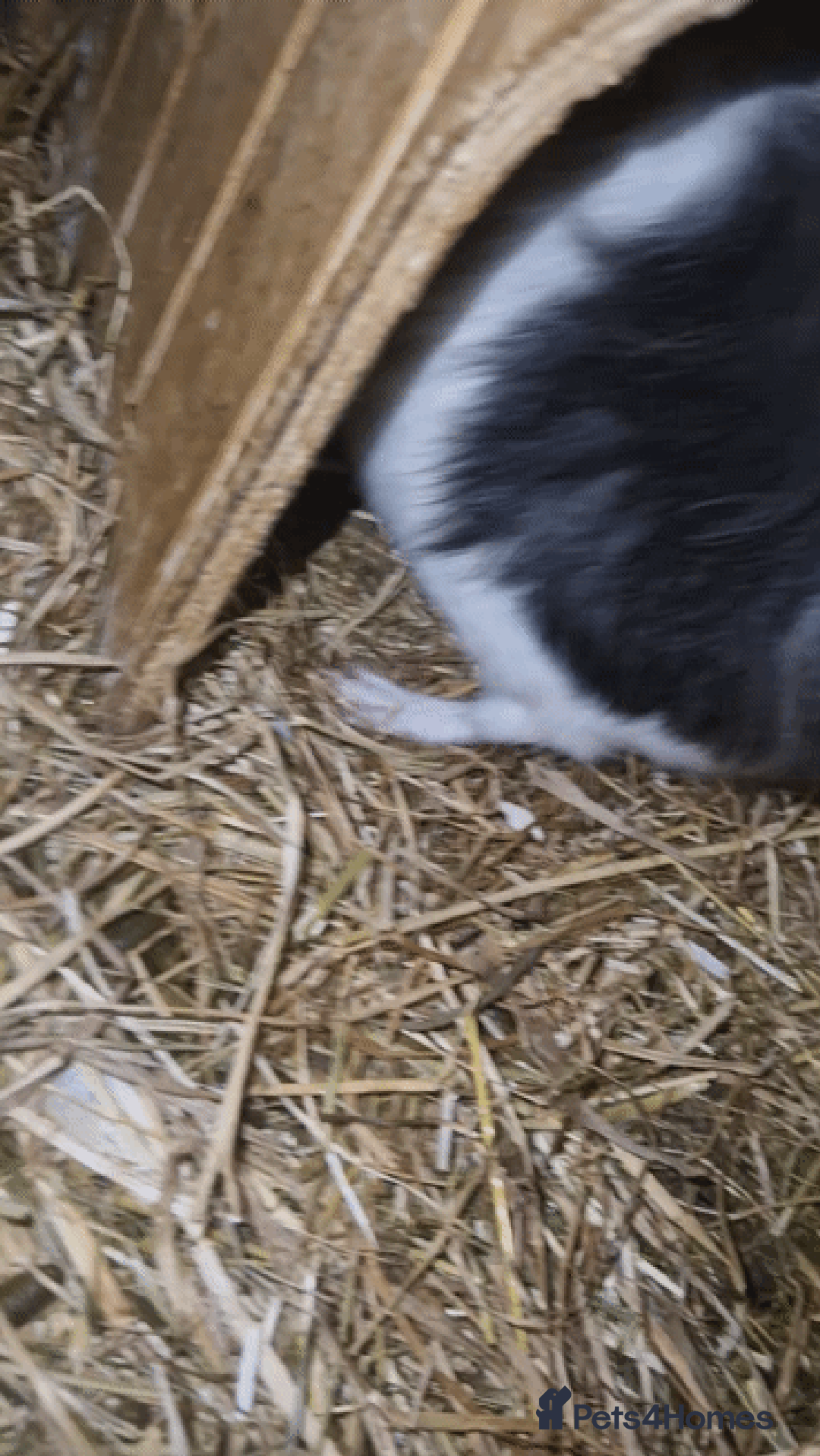 Guinea Pig rodents for sale: Agouti breed & shelte breed / 22nd mar 26 - Advert 2