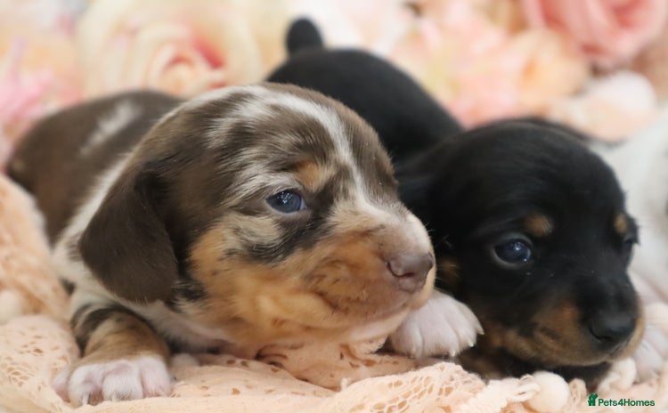 Miniature Dachshund dogs - Advert 3