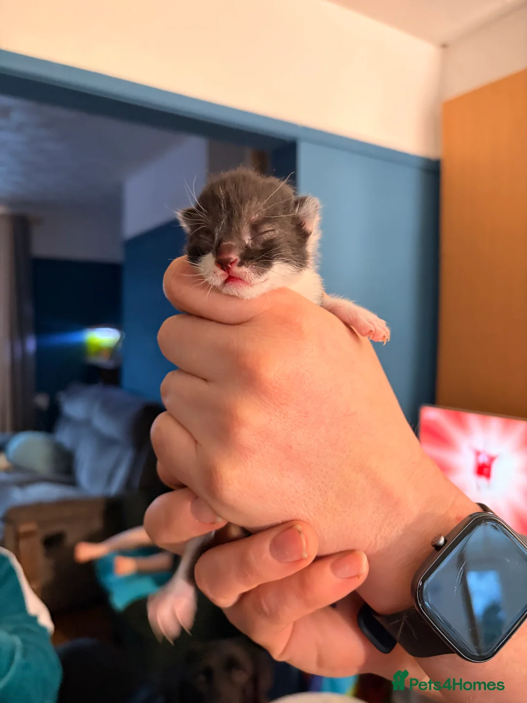 Mixed Breed cats for sale: 4 mixed Kittens british long/shorthair  - Advert 8