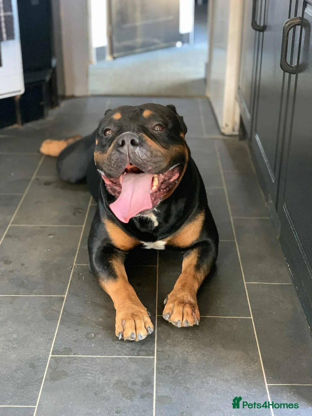 Mixed Breed dogs for sale: Huncho in Horley - Advert 2