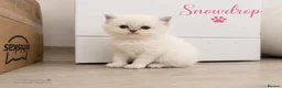 Persian cats for sale: Absolutely beautiful Persian/ragdoll Kittens - Advert 28