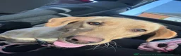 Labrador Retriever dogs for sale: Female fox red Labrador - Advert 3