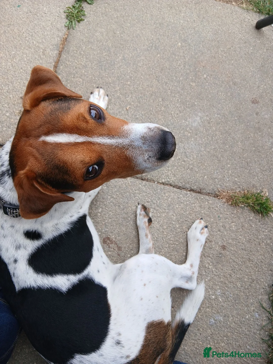 Mixed Breed dogs for sale: teddy - Advert 11