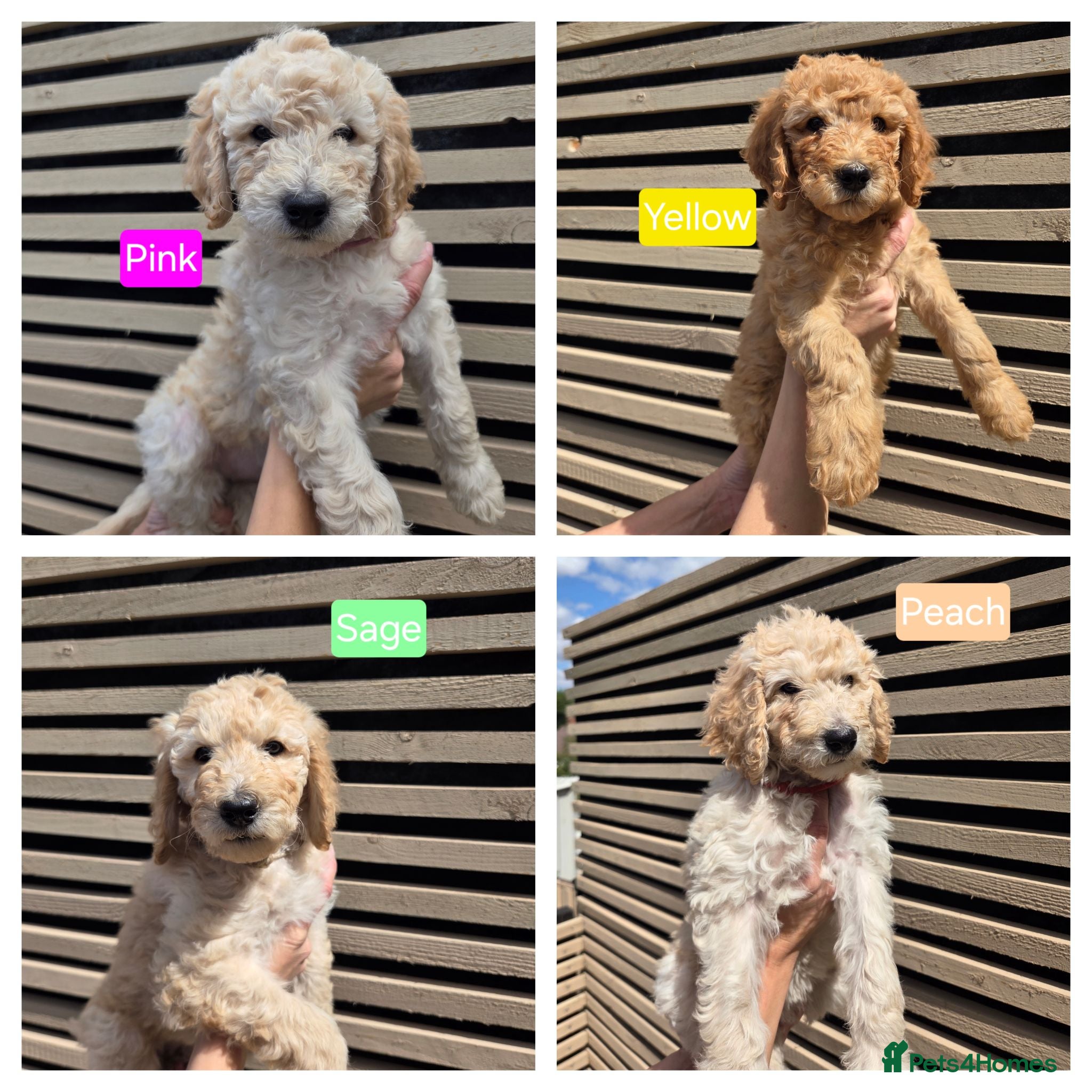 Labradoodle dogs Standard Multigeneration Labradoodle Backcross - Advert 16