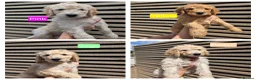 Labradoodle dogs for sale: Standard Multigeneration Labradoodle Backcross - Advert 9