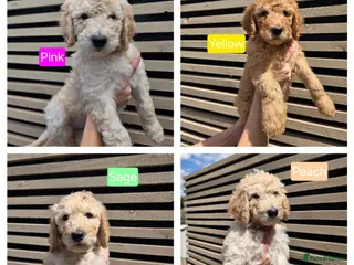 Labradoodle dogs Standard Multigeneration Labradoodle Backcross - Advert 16