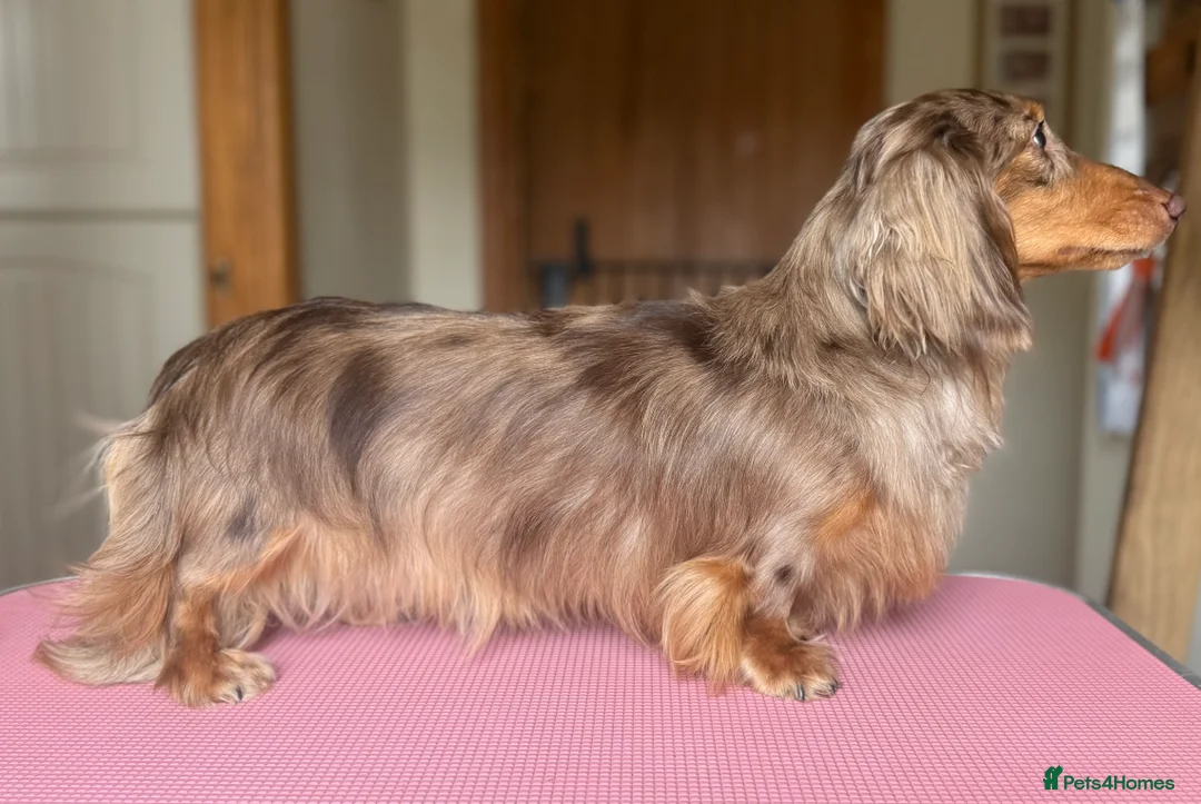Miniature Dachshund dogs for stud: Stunning Chocolate Dapple Long Coat - Advert 1