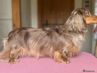 Miniature Dachshund dogs Stunning Chocolate Dapple Long Coat - Advert 4