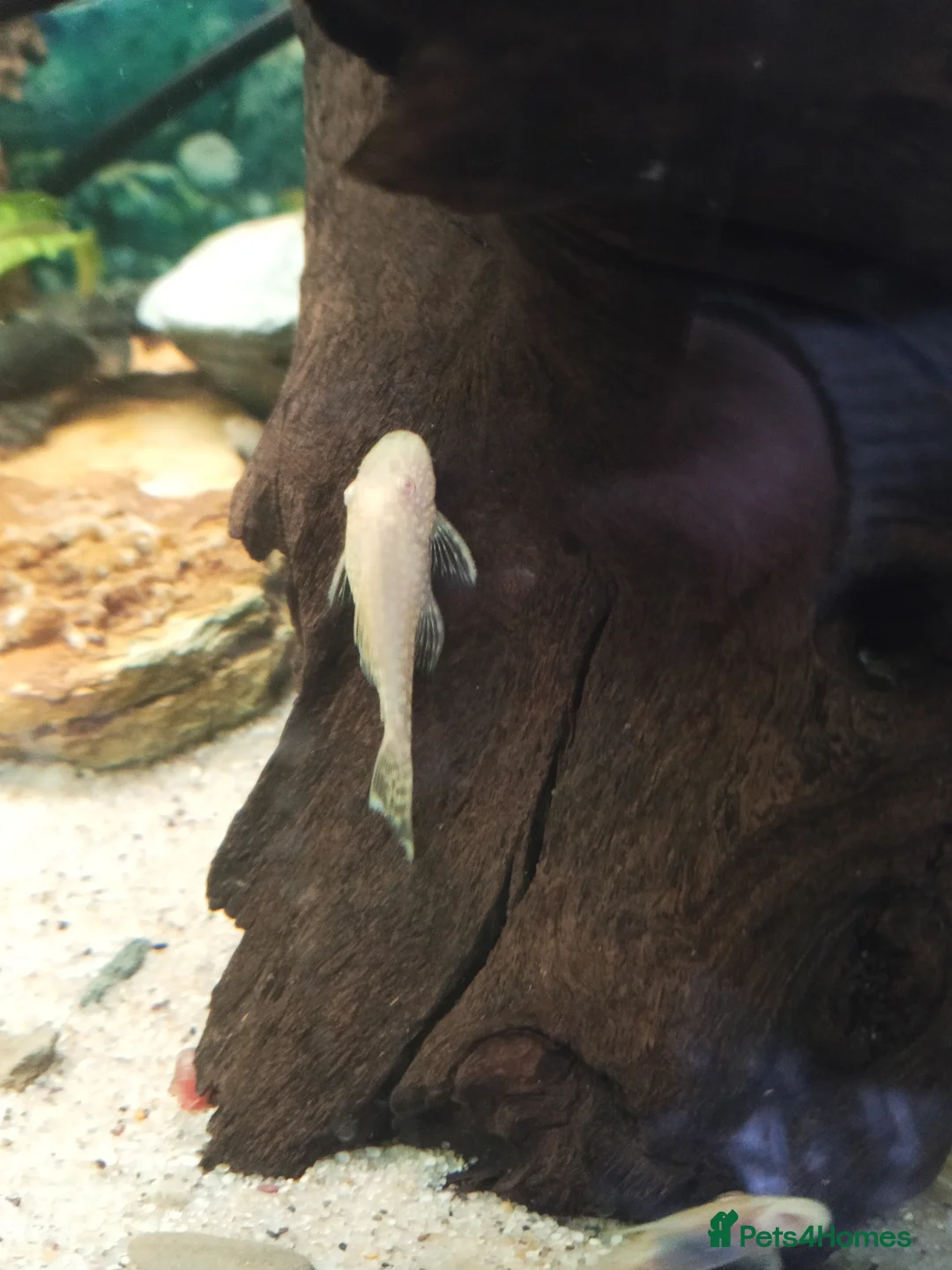 Plecos fish for sale: algae eaters - Advert 2