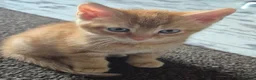 Mixed Breed cats for sale: 8 week old kittens. 2 boys 1 girl - Advert 13
